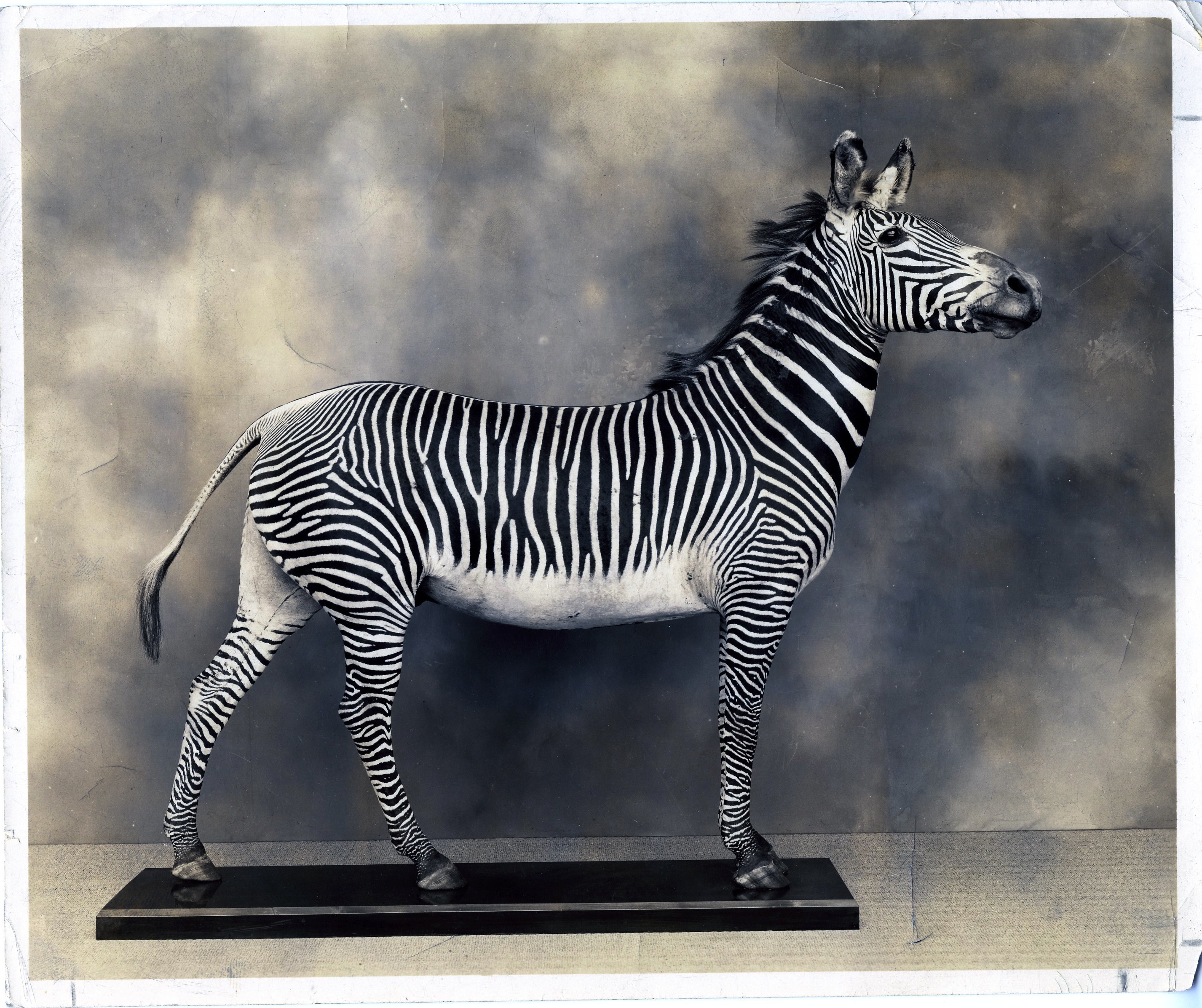 Photo of Museum of Natural History Zebra