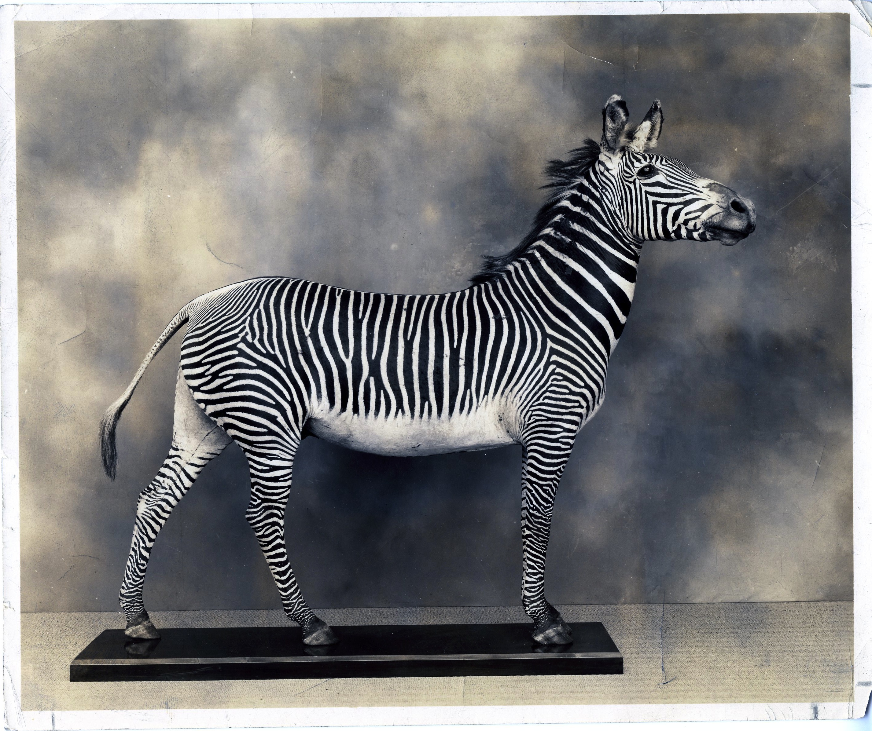 Museum Zebra Gets X Ray Pentacrest Museums The University Of Iowa   8D2 0030 