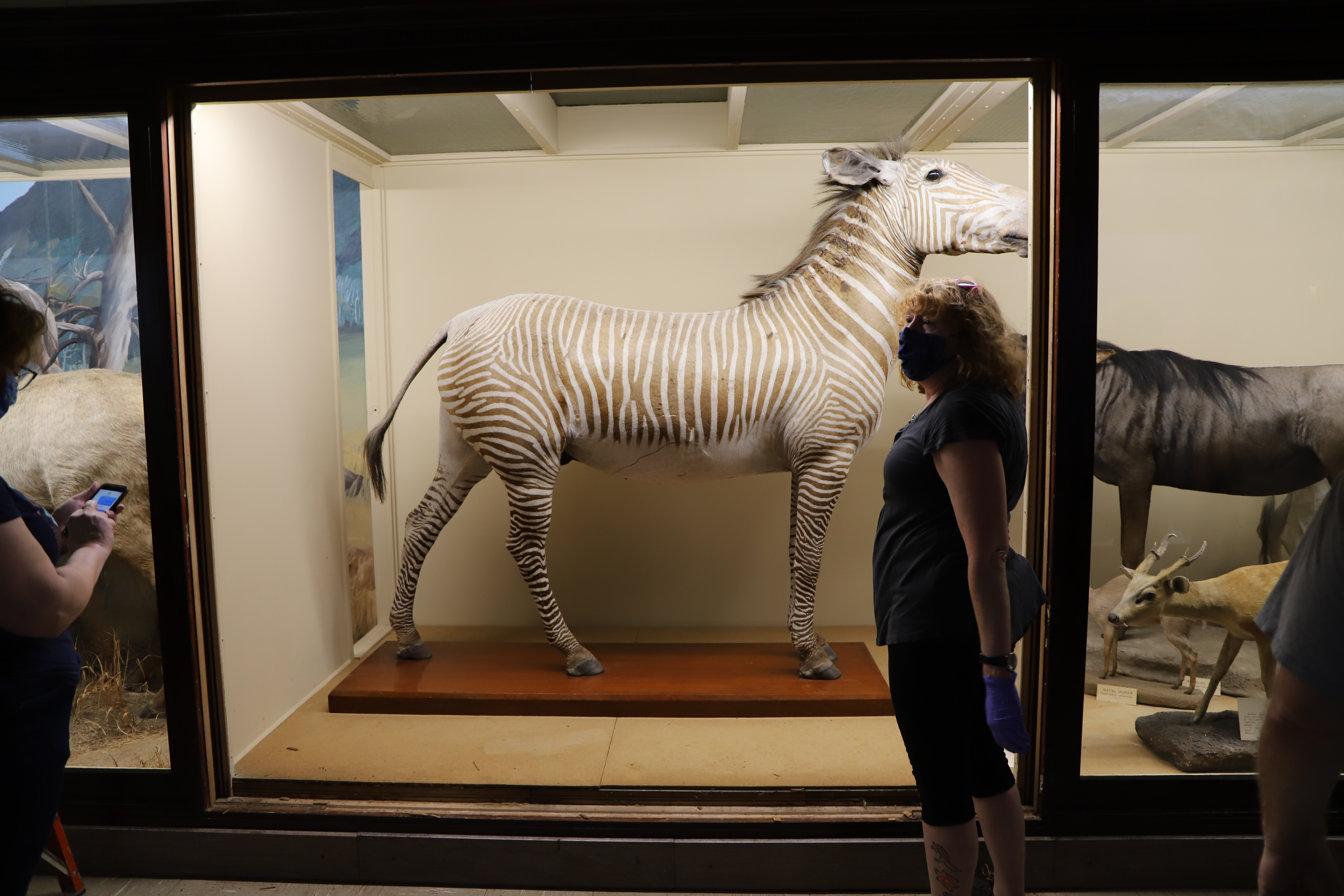 Director of Research Collections Cindy Opitz stands near Zebra after glass case is removed for access