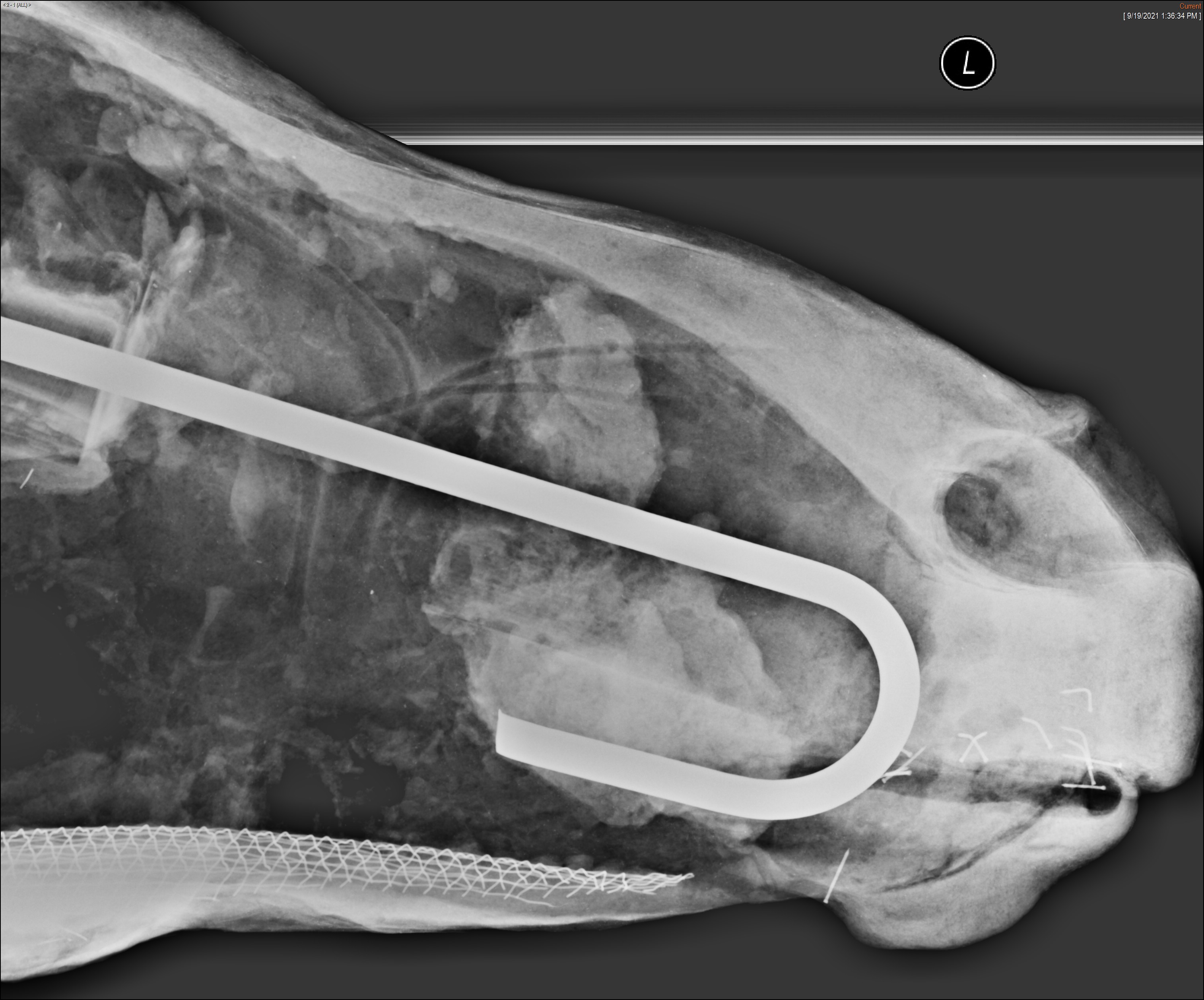 X-ray of Zebra snout