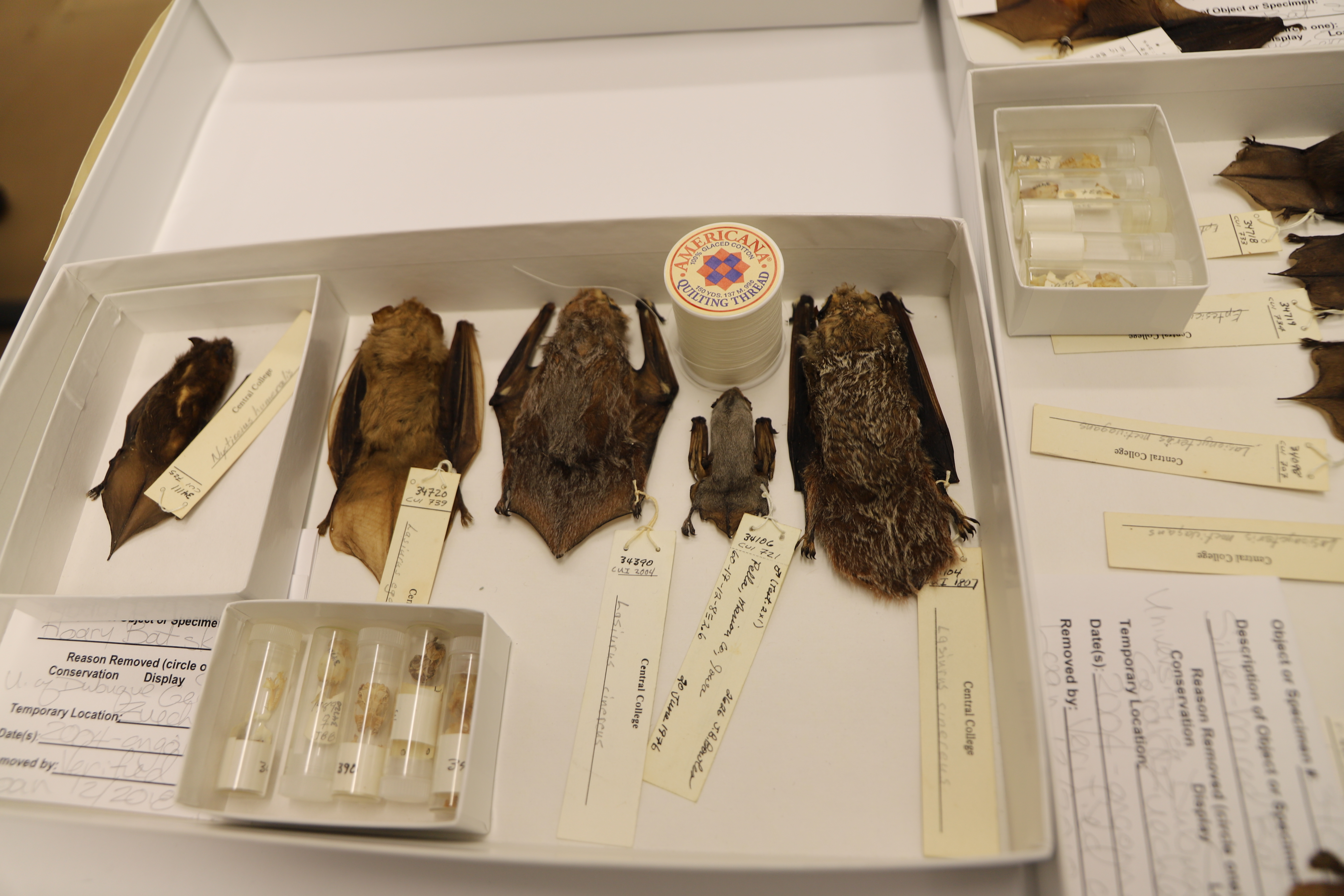 Smallest bat in UIMNH collections, obtained in June of 1976
