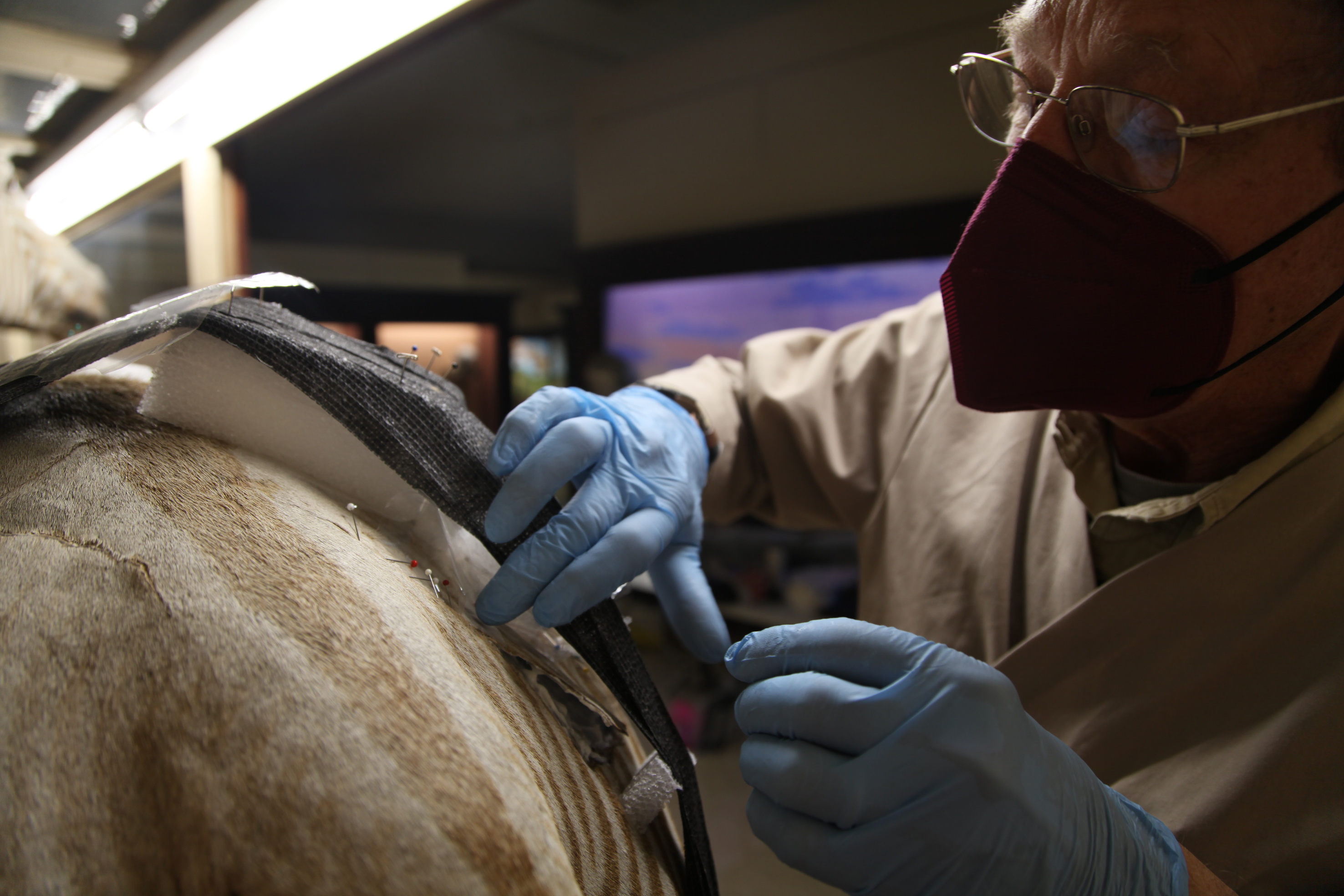 Ron works on pinning hide of zebra in Mammal Hall at UI Museum of Natural History.