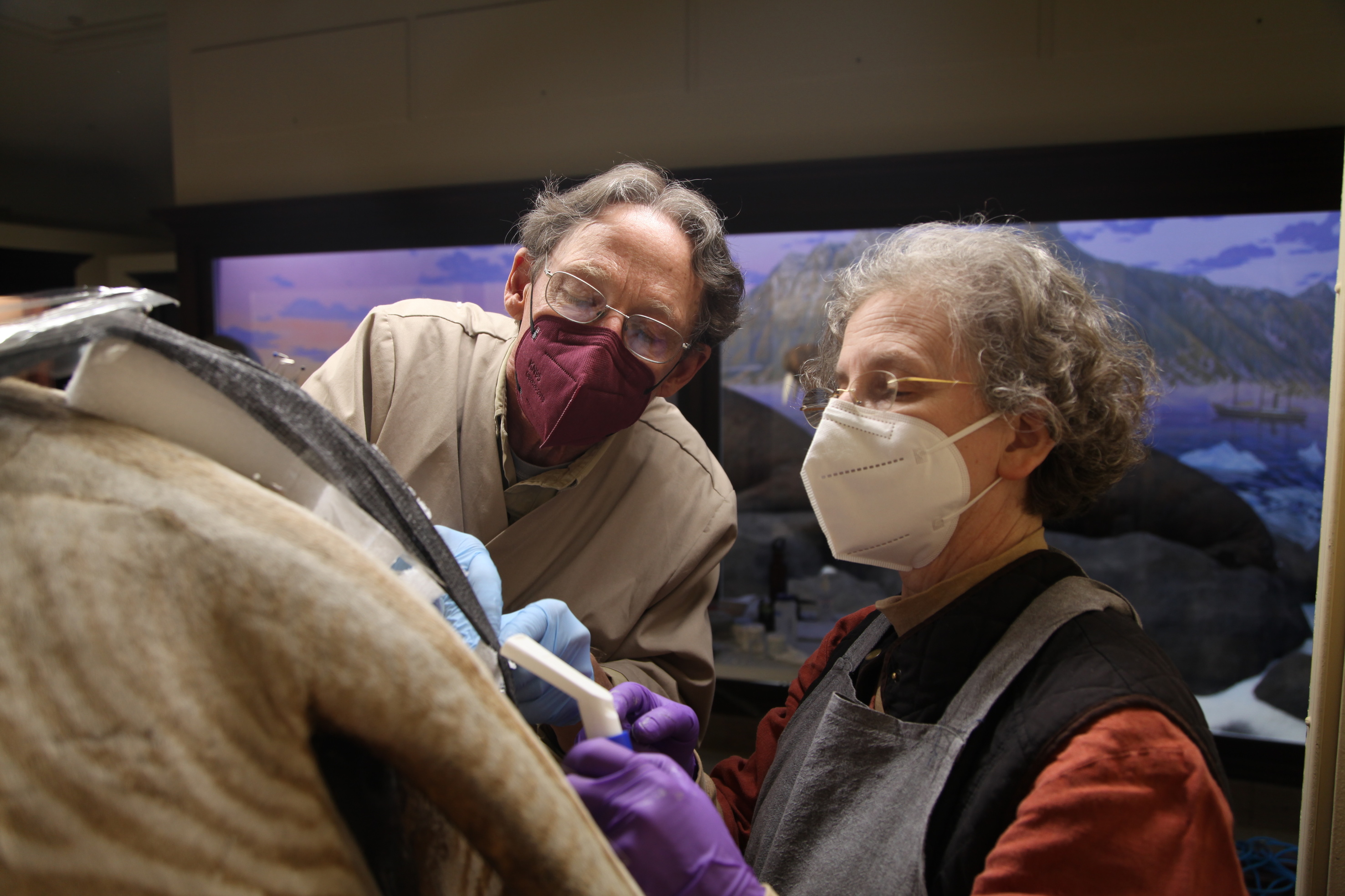 Lisa and Ron work together on the conservation of zebra in Mammal Hall at the UI Museum of Natural History.