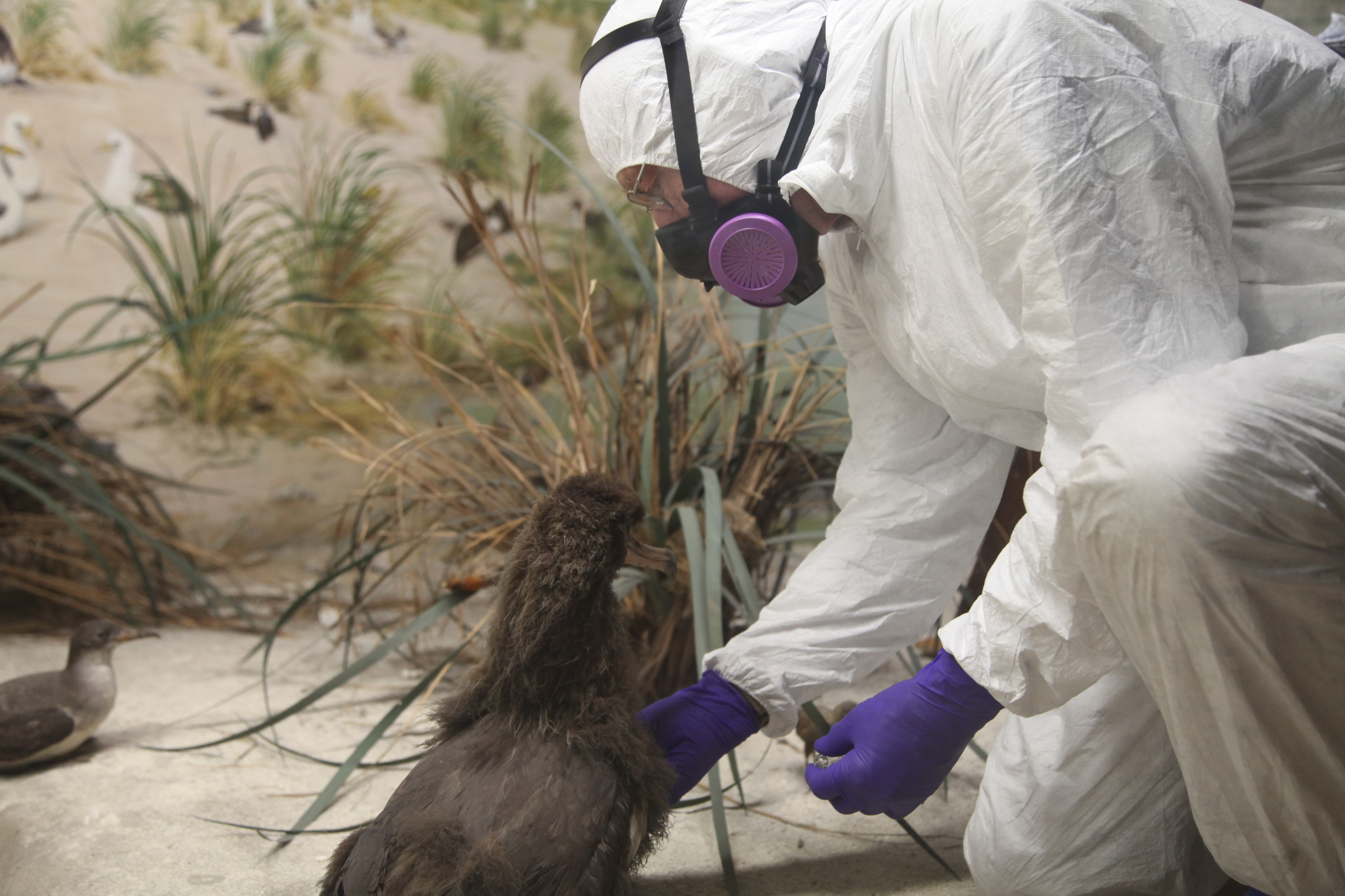 Ron swabs adolescent albatross to sample for chemicals and deterioration.