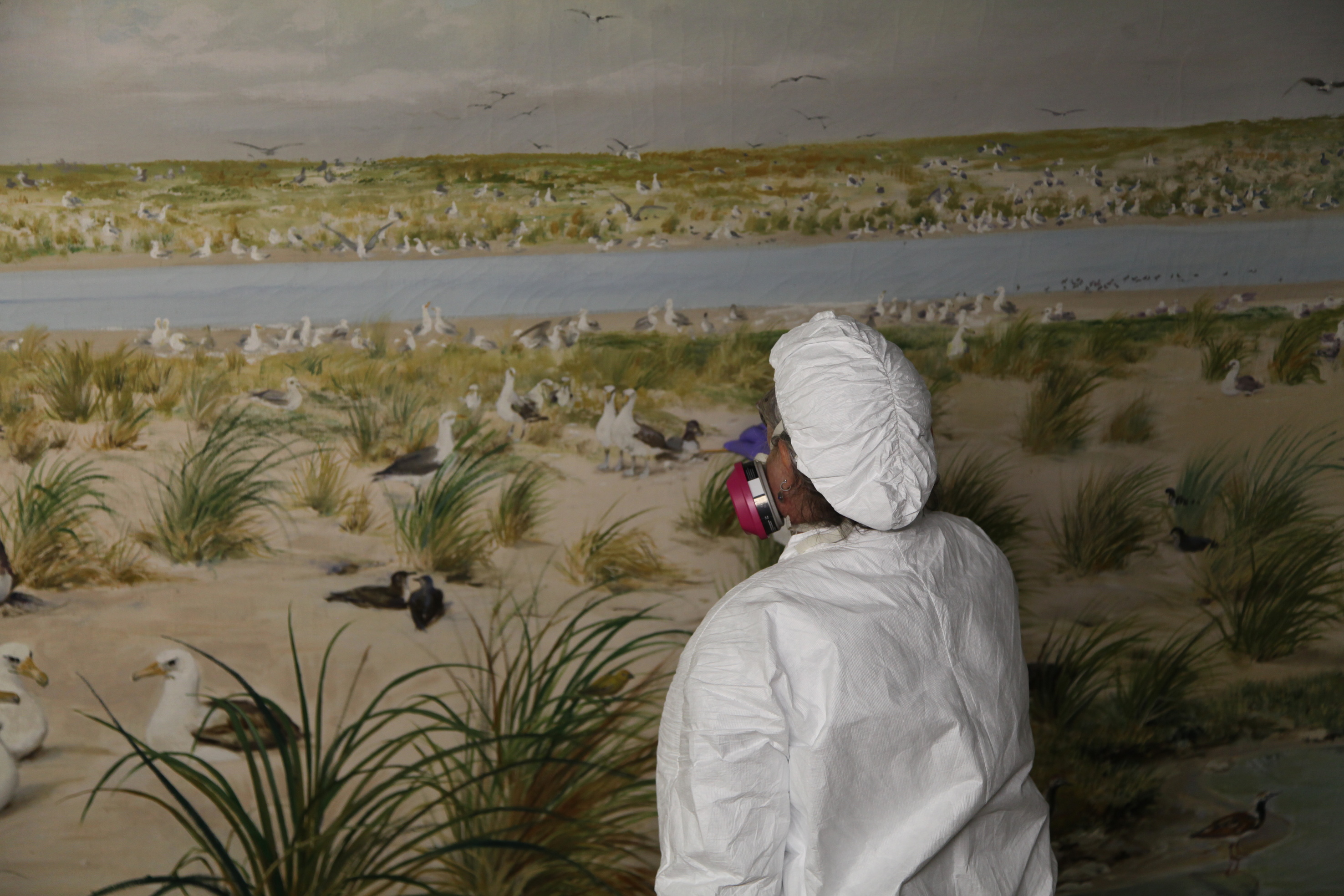 Nina Roth-Wells samples mural in Laysan Island Cyclorama