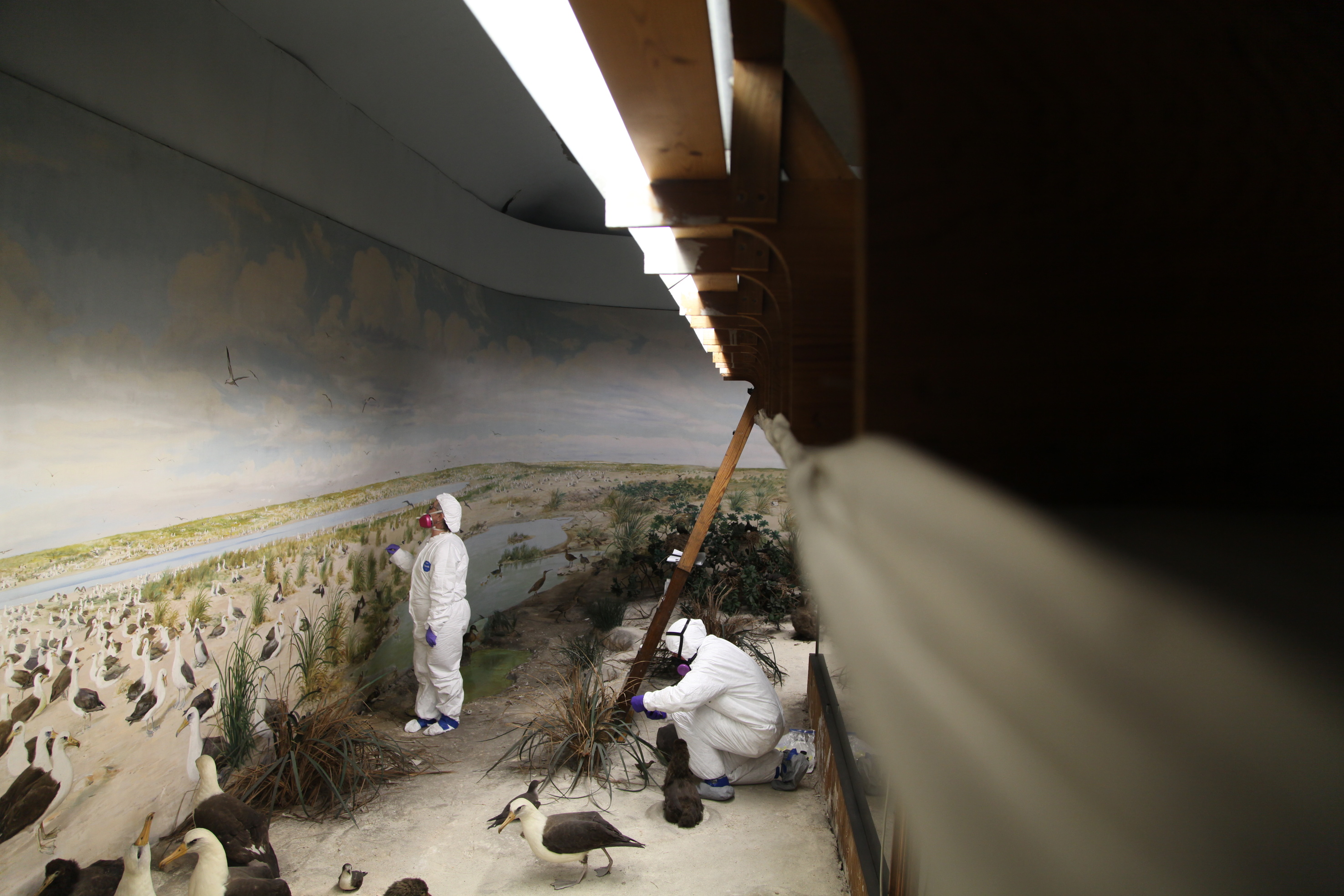 Conservators examine mural and foreground in Laysan Island Cyclorama for conservation assessment