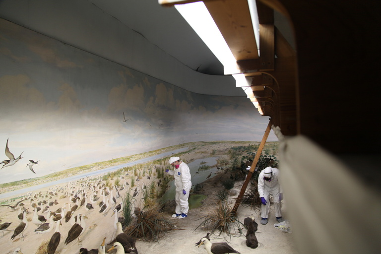 Laysan Island Cyclorama Restoration photos