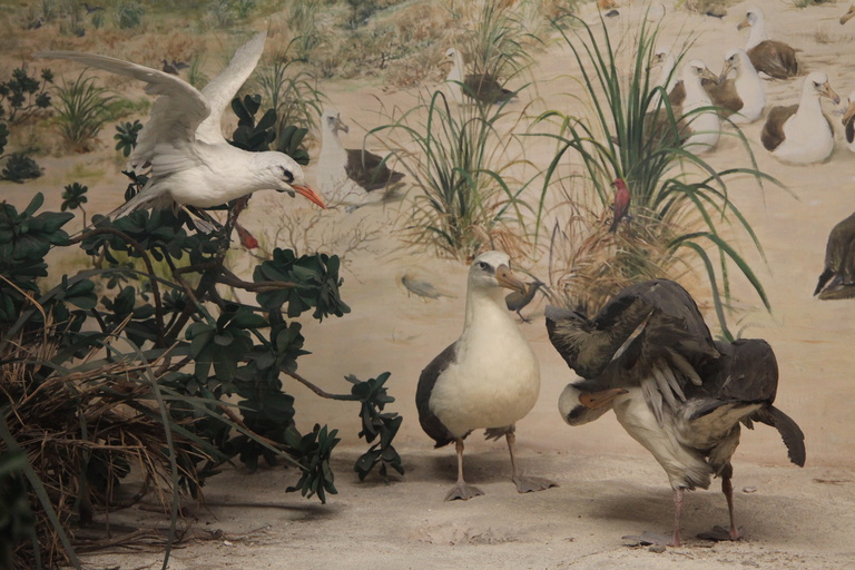 Laysan Island Cyclorama Restoration photos