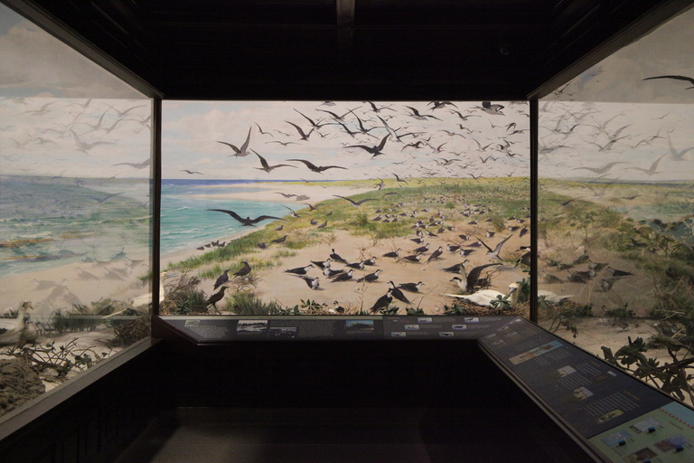 Laysan Island Cyclorama Restoration photos