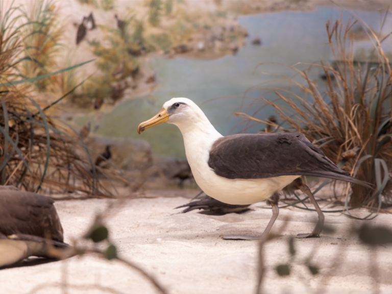 Laysan Island Cyclorama Restoration photos
