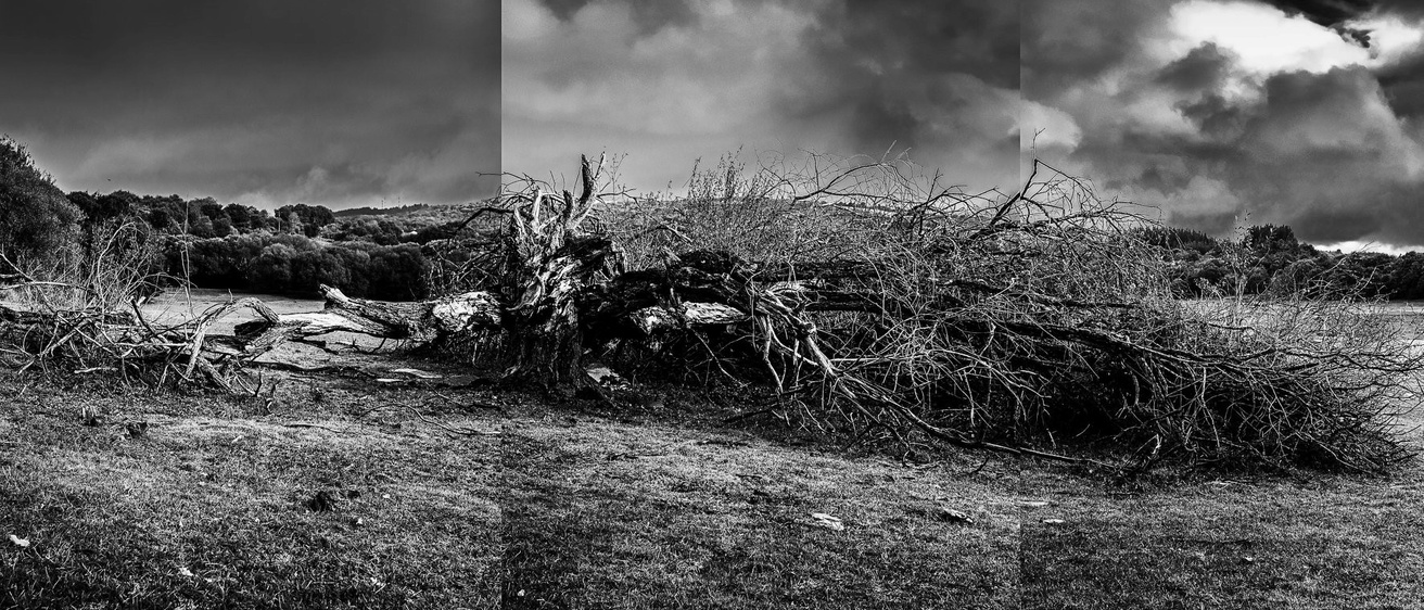 "Fallen Tree" by Tariq - Shadow and Light Exhibtion