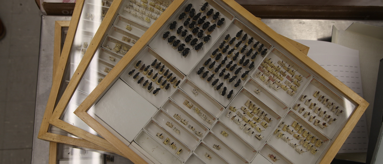 Museum of Natural History Insect Collection