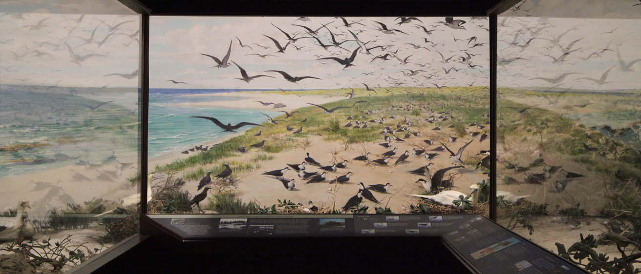Laysan Island Cyclorama Restoration photos