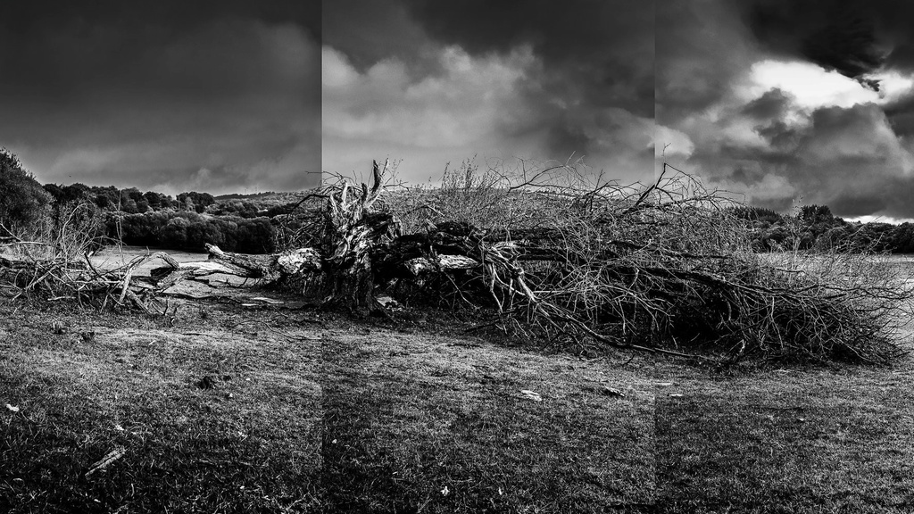 "Fallen Tree" by Tariq - Shadow and Light Exhibtion