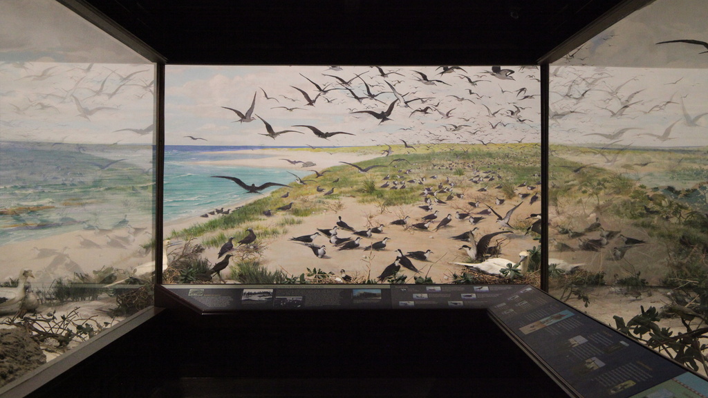 Laysan Island Cyclorama Restoration photos