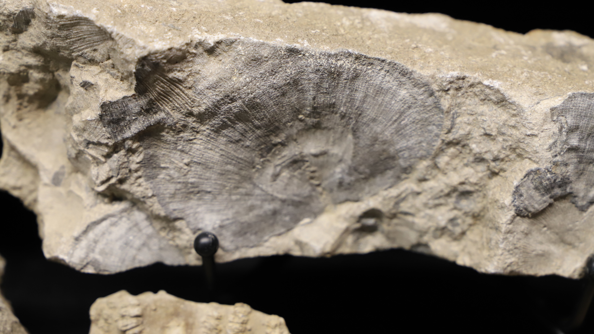 Adventure Rocks! | Pentacrest Museums - The University of Iowa